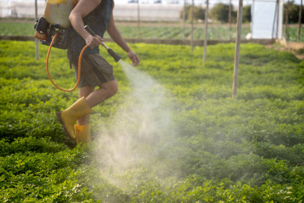 Best Ant Control Services  in Maili, HI