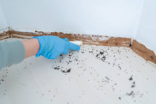 Best Affordable Pest Control Services  in Maili, HI